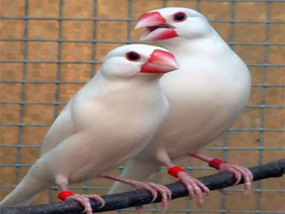 مرکز جراحی تخصصی دامپزشکی پارس (شیراز)